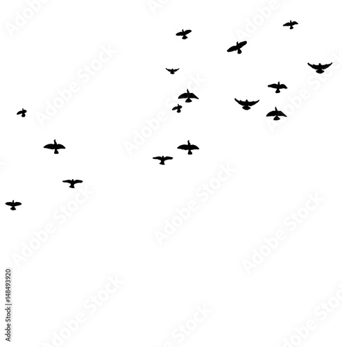 Silhouette of flying birds, flight,