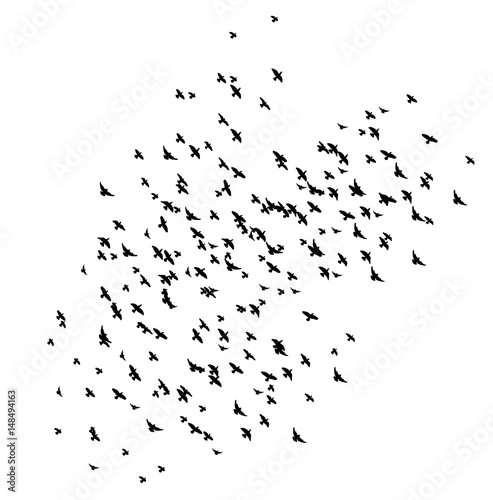 Silhouette of flying birds   many