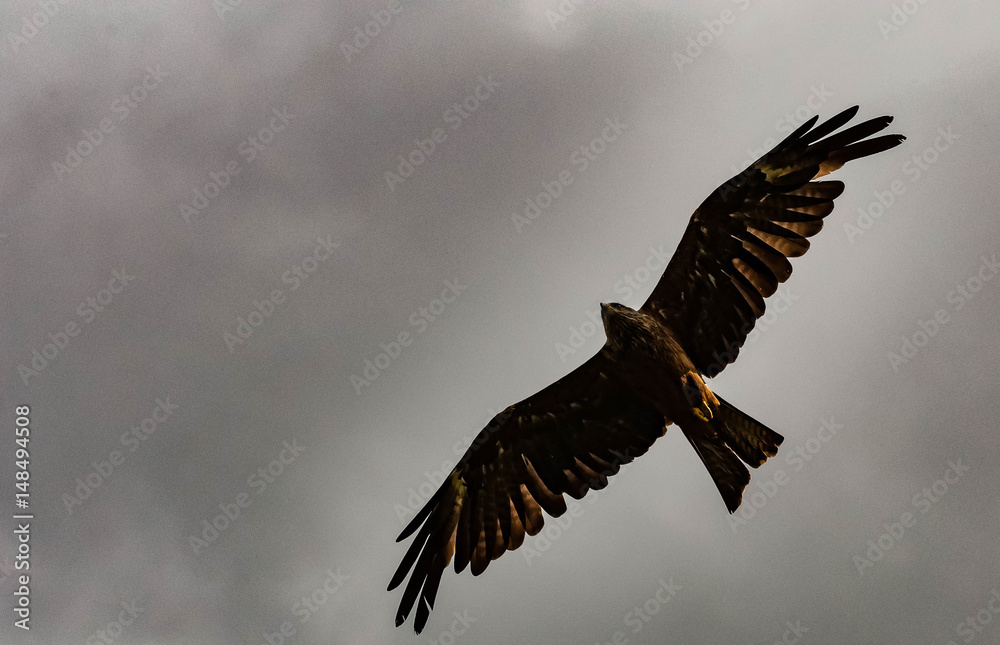 Fototapeta premium Preying