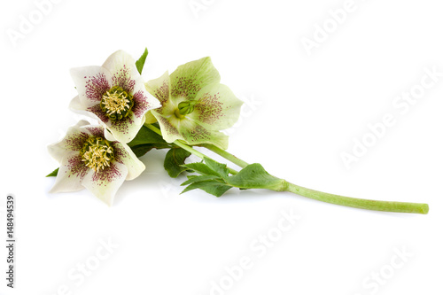 Lenten rose hellebore flower isolated on white background photo