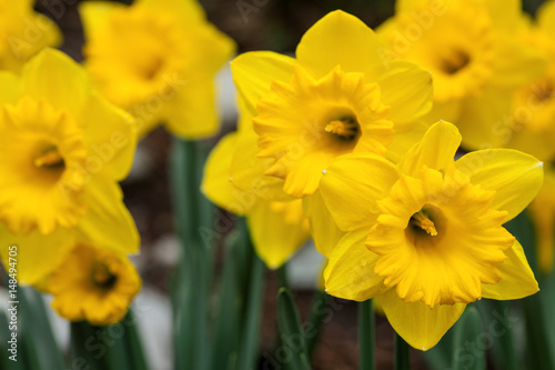 Daffodil flowers in spring garden closeup