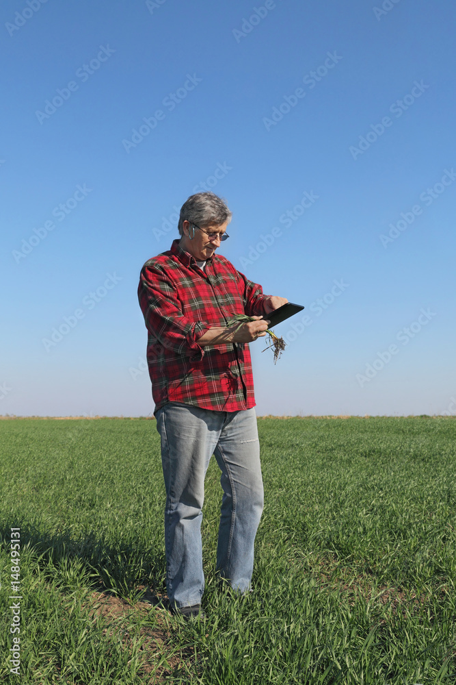 Agriculture, farmer examining wheat plant in field using tablet