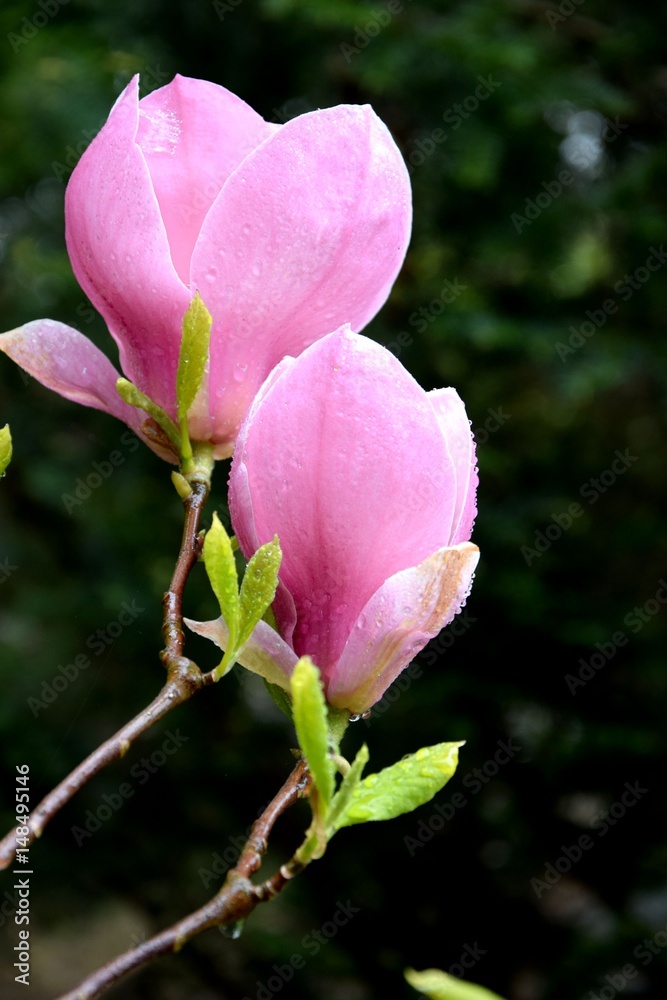 Magnolia Kwiaty Magnolia Kwiaty
