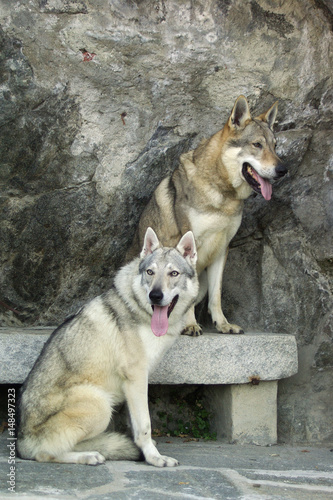 Dog Czechoslovakian wolfdog