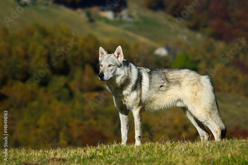 Dog Czechoslovakian wolfdog