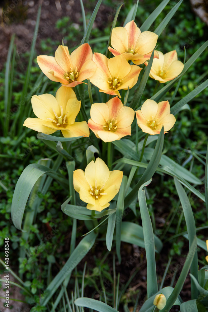 yellow flowers in garden. summer background yellow flowers in garden. summer background