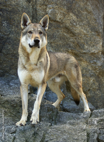 Dog Czechoslovakian wolfdog