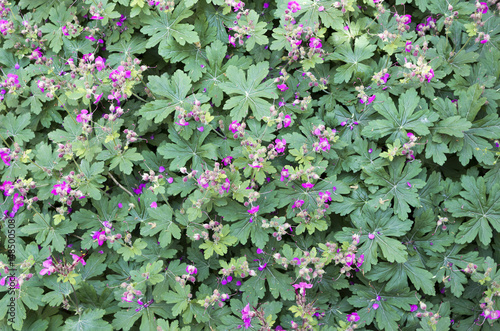 Fototapeta Naklejka Na Ścianę i Meble -  Geranium  macrorrhizum (bigroot) view from above