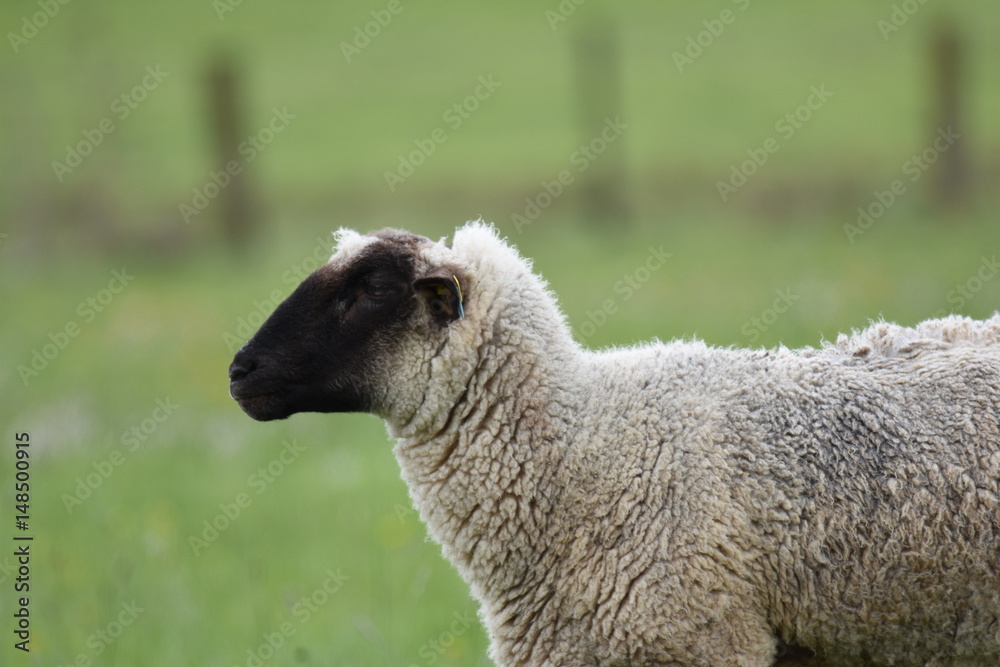 Rhön Schaf Rhön Schaf