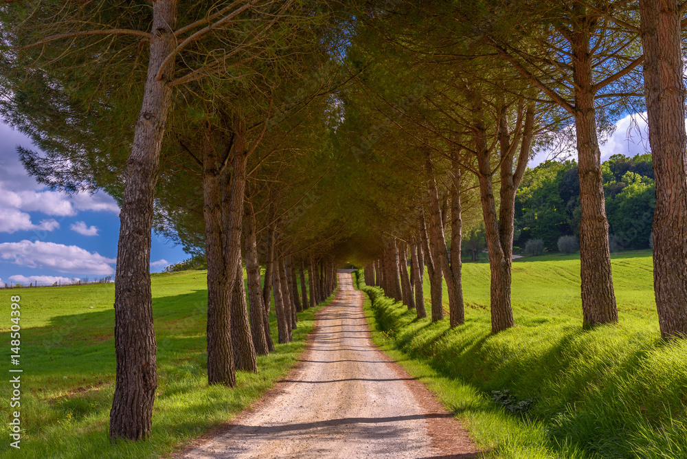 Country road in Tuscany along the way for Volterra surrounded by pines.
