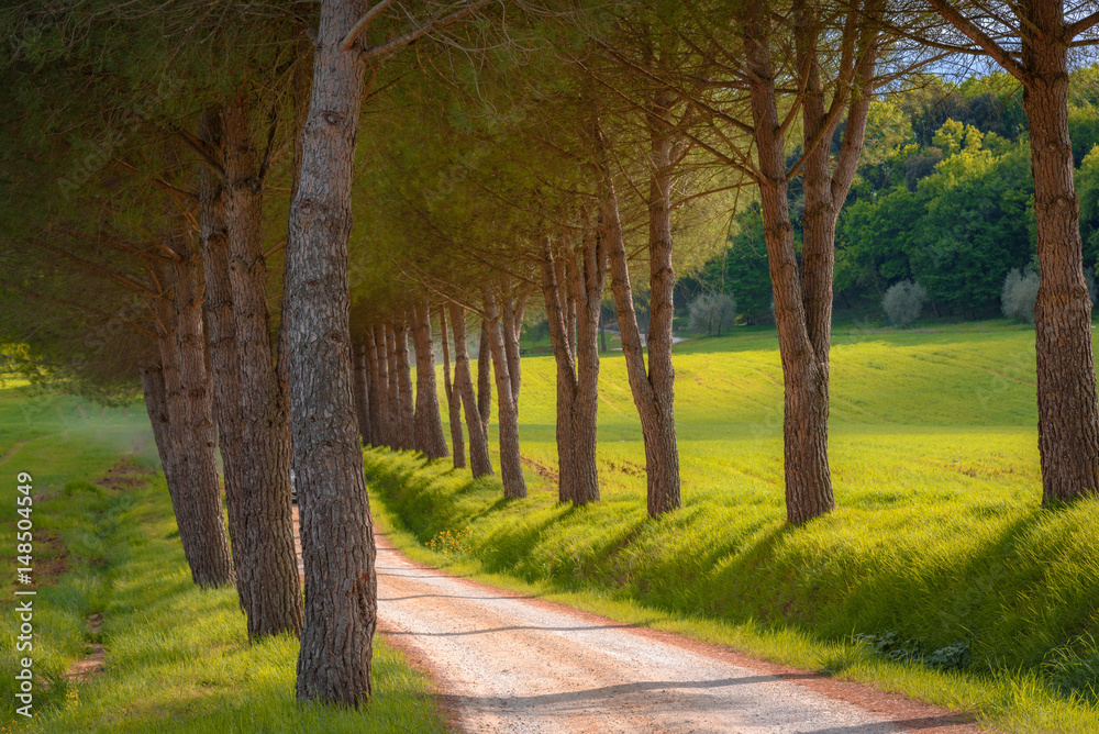 Naklejka premium Country road in Tuscany along the way for Volterra surrounded by pines.