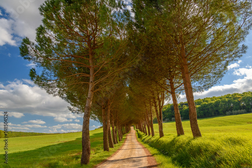 Country road in Tuscany along the way for Volterra surrounded by pines.