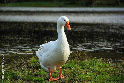 Beautiful White goose in a lake