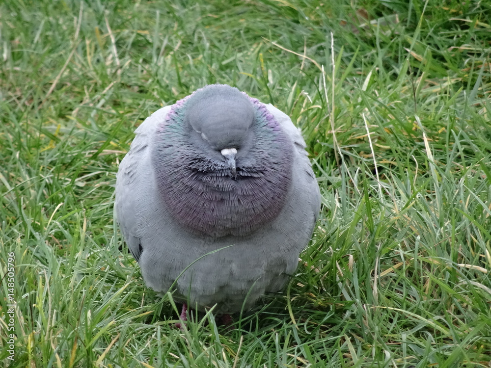 Obraz premium Bibbertauben