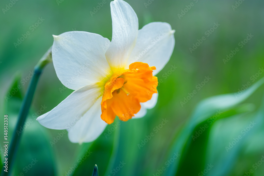 Delicate white daffodil with orange center Delicate white daffodil with orange center