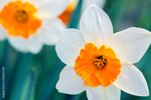 Fototapeta Naklejka Na Ścianę i Meble -  Delicate white daffodil with orange center
