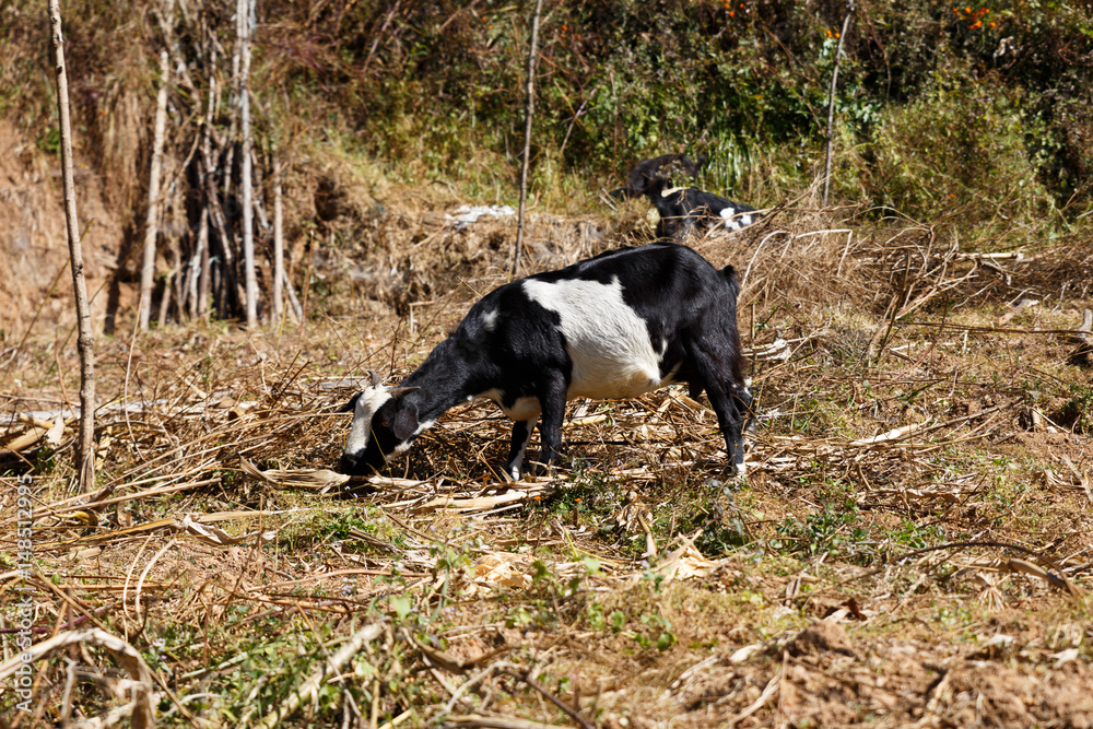 Goat is eating grass in the field Goat is eating grass in the field