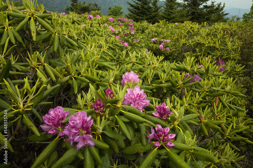 Obraz premium Rhododendron at Round Bald