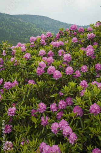 Rhododendron at Carver's Gap