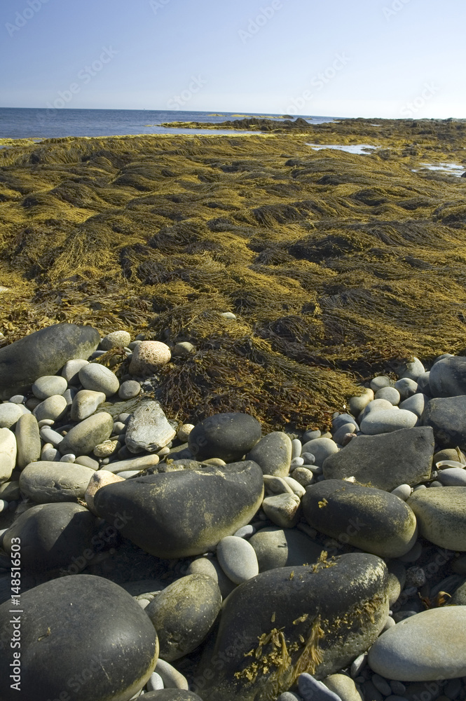 Seaweed, Southeastern Coast, Nova Scotia Seaweed, Southeastern Coast, Nova Scotia