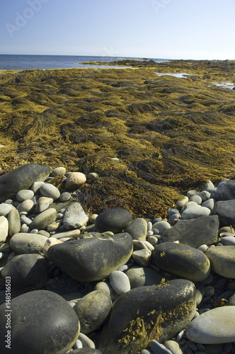 Seaweed, Southeastern Coast, Nova Scotia