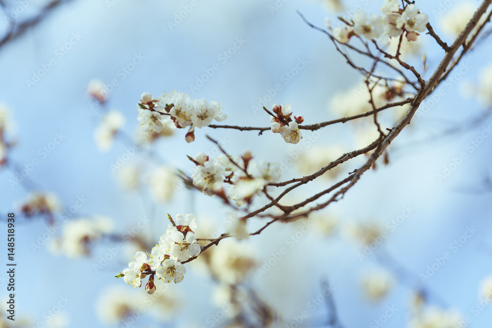 Apricot blossom. Fresh spring background Apricot blossom. Fresh spring background