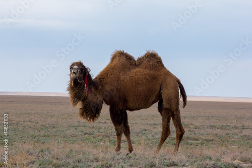 Two-humped camel in the background of  the Kazakhstan dry steppe 