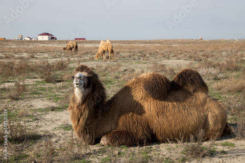 Close up view of lying two-humped camel in the background of a village in the Kazakh dry steppe