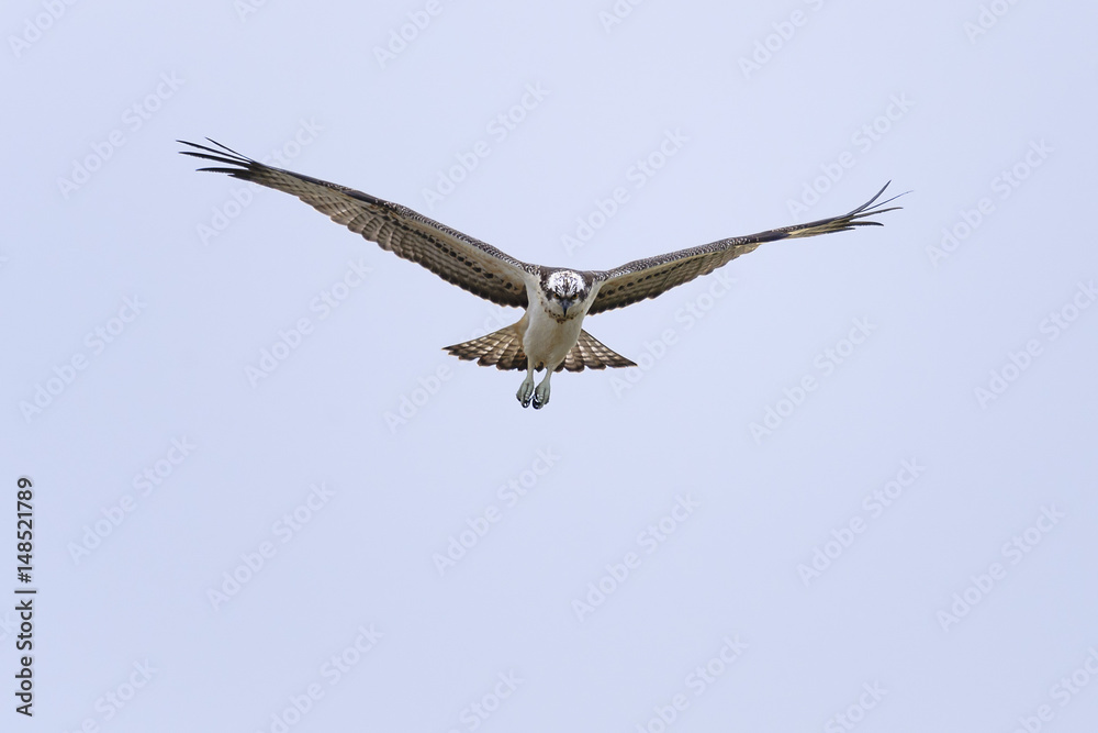 Osprey Pandion haliaetus in flight - hunting bird, natural blue sky background Osprey Pandion haliaetus in flight - hunting bird, natural blue sky background
