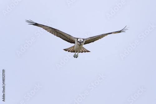 Osprey Pandion haliaetus in flight - hunting bird  natural blue sky background