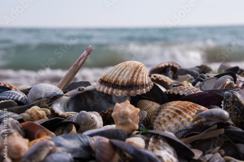 Obraz na płótnie Muscheln am Strand w salonie