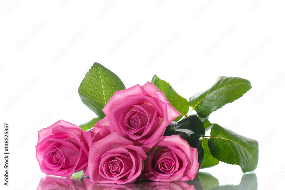 Beautiful pink rose Beautiful pink rose