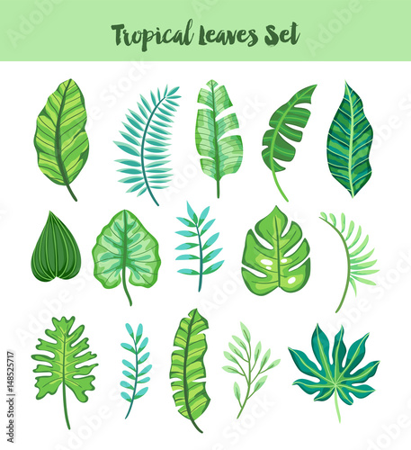 Isolated Hand Drawn Tropical Leaves Set. Vector illustration.