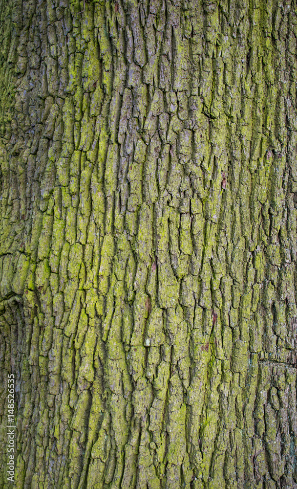 tree bark tree bark