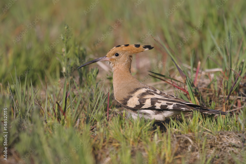 Hoopoe Upupa epops close up Hoopoe Upupa epops close up