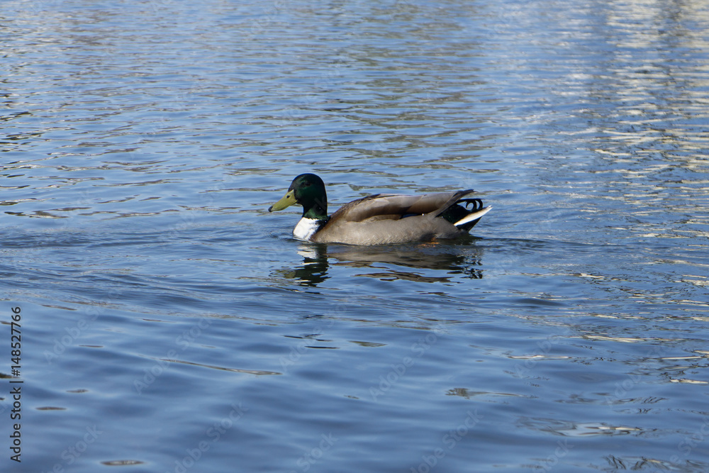 Fototapeta premium Wildente, Ente