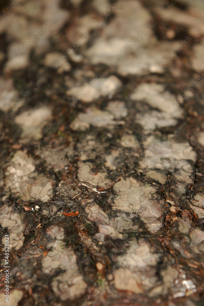 Tree bark Tree bark
