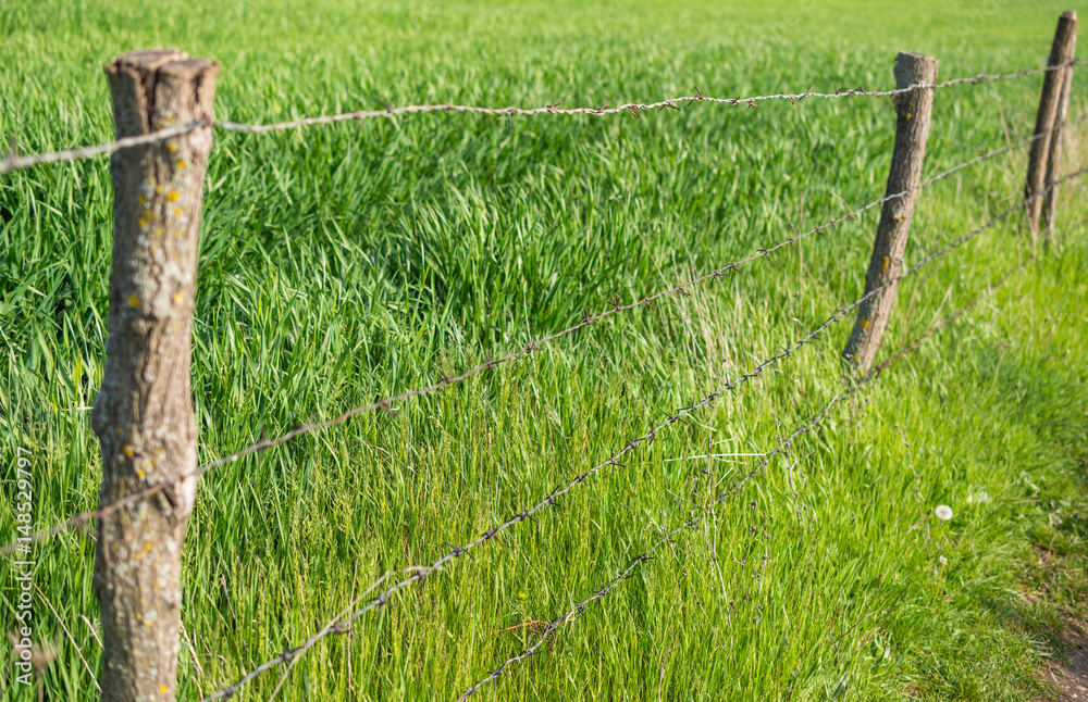 Fototapeta premium Barbed wire fence and beautiful grass field