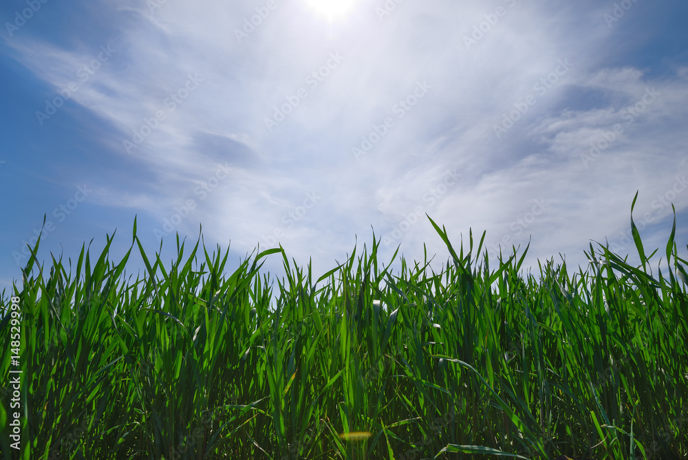 Agricultural rural background. Panoramic view to spring landscape in sunny day with a field of green winter wheat seedlings and blue sky. Agricultural rural background. Panoramic view to spring landscape in sunny day with a field of green winter wheat seedlings and blue sky.