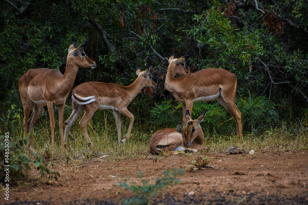 impala in a group 