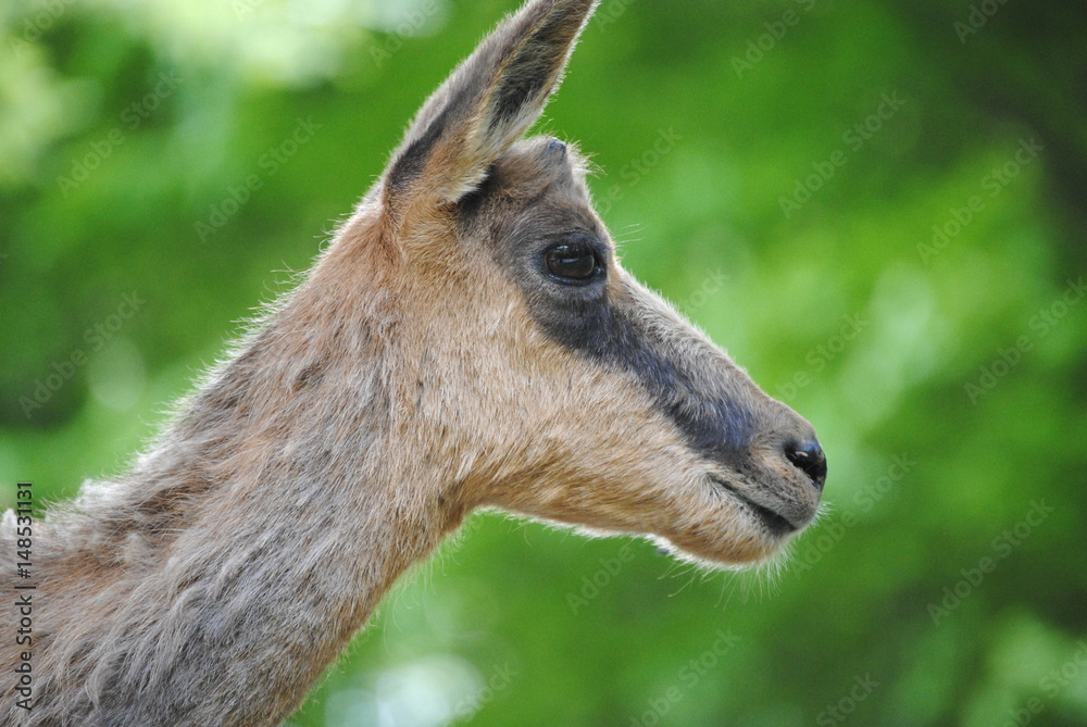 Fototapeta premium Isard