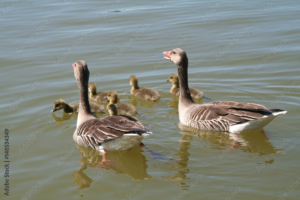 Fototapeta premium Entenfamilie im See