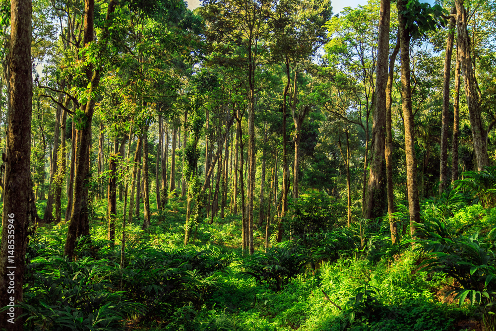 Fototapeta premium Wild jungle in the highlands.