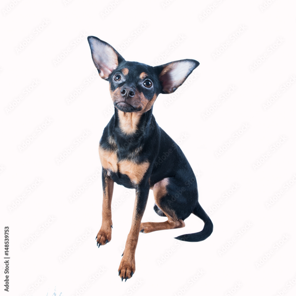 Toy Terrier isolated, puppy ,dog,pet Toy Terrier isolated, puppy ,dog,pet