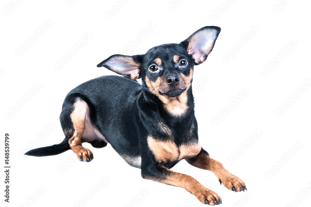 Toy Terrier isolated, puppy ,dog,pet