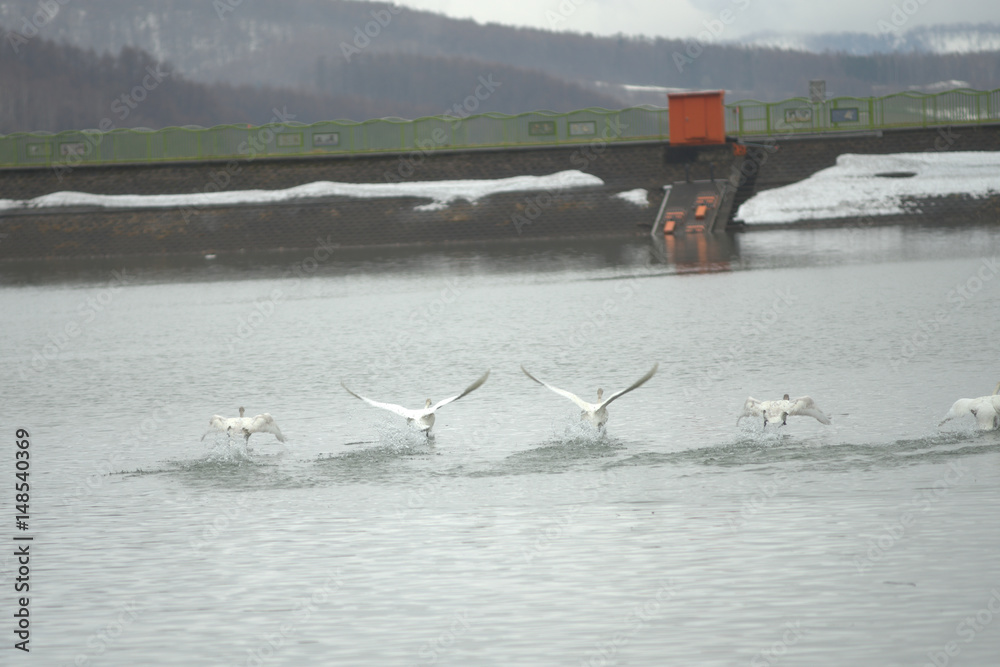 Fototapeta premium 白鳥