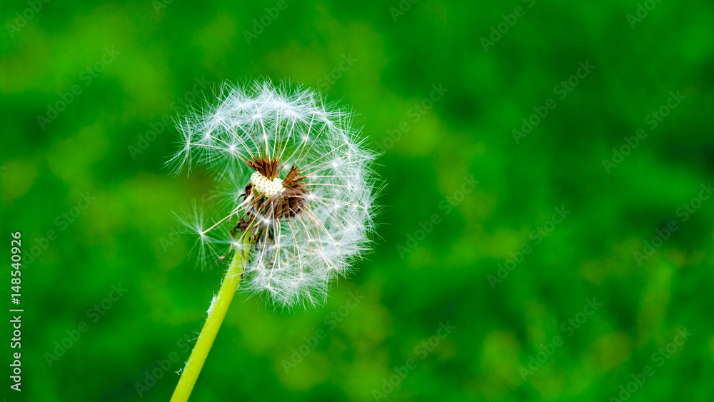 Fototapeta premium Partially bald dandelion on a green background