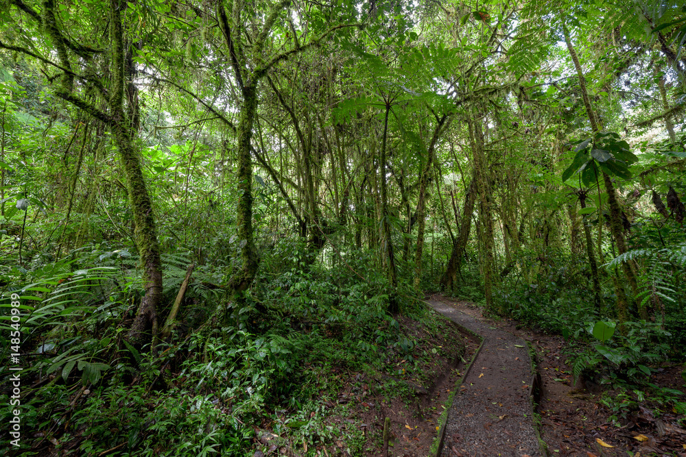 Stone path in rainforest Monteverde Costa Rica Stone path in rainforest Monteverde Costa Rica