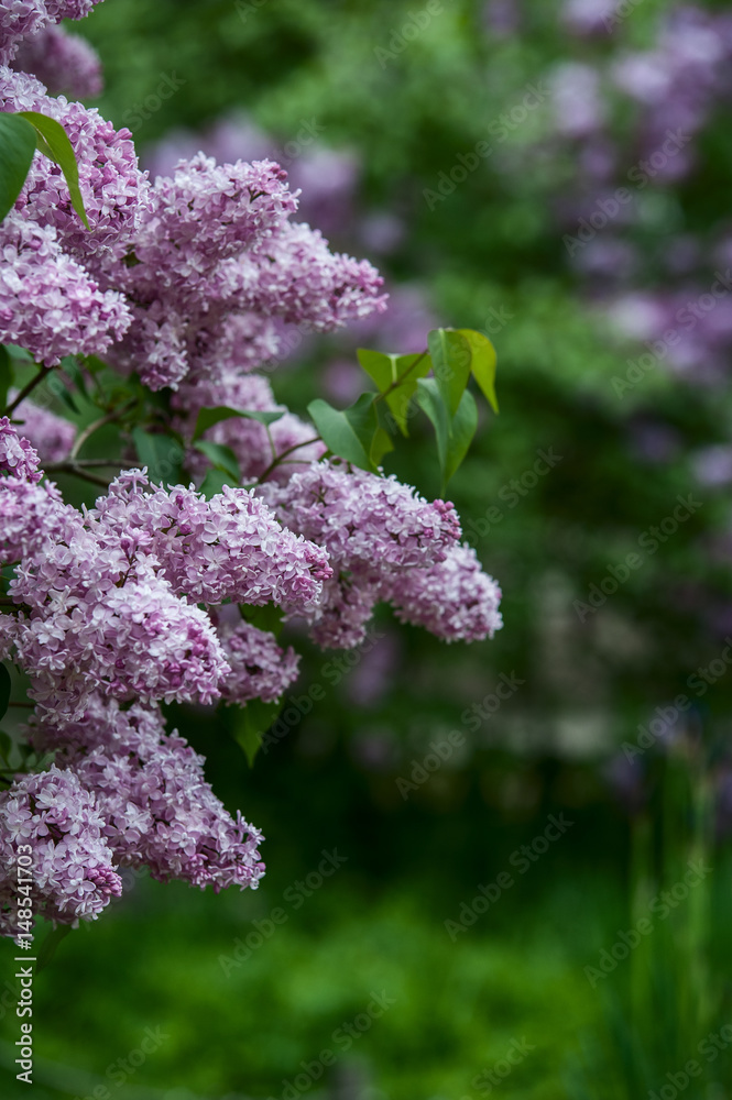 Obraz premium lilac