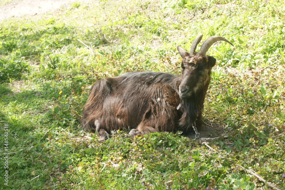 Black goat on green grass. Goat with horns Black goat on green grass. Goat with horns